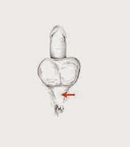 potenciaizmok és feszültségük a potencia növelése érdekében